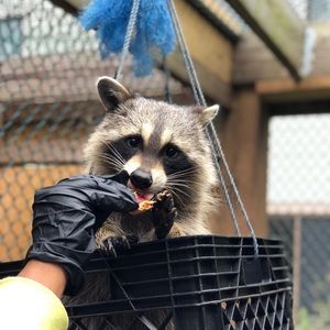 Meet your Posher, Joy